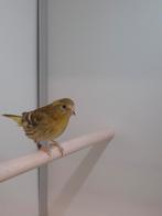 1-1 Europese sijs, Meerdere dieren, Wildzangvogel, Geringd