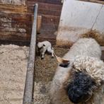 Walliser Schwarznase ooi met ooilam., Dieren en Toebehoren, Meerdere dieren, Schaap