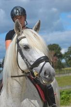 Lieve spaanse merrie, Dieren en Toebehoren, Paarden, Merrie, B, Gechipt, 160 tot 165 cm