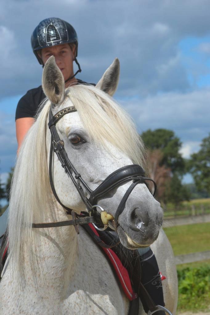 Lieve spaanse merrie, Dieren en Toebehoren, Paarden, Merrie, B, 160 tot 165 cm, 11 jaar of ouder, Recreatiepaard, Gechipt