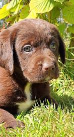 Onwijs mooie kruising friese stabij x labrador puppies ...., Nederland, Overige rassen, 8 tot 15 weken, CDV (hondenziekte)