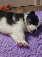 Pups mama is een japase akita x husky papa  samojeed, 8 tot 15 weken, Poolhond, Meerdere, Meerdere dieren