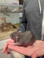 Dwergratjes super lief en super tam., Rat, November, Meerdere dieren, Tam