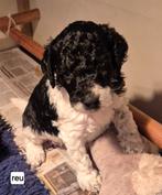 Mooie harlekijn en zwarte konings poedel pups, Dieren en Toebehoren, Poedel, 8 tot 15 weken, CDV (hondenziekte), Meerdere
