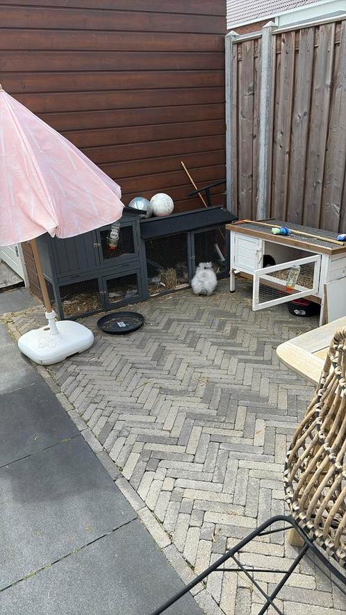 Twee teddy konijntjes, Dieren en Toebehoren, Konijnen, Meerdere dieren
