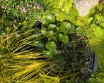 Waterlelie voor kleine vijver, Tuin en Terras, Vijvers, Ophalen of Verzenden, Zo goed als nieuw