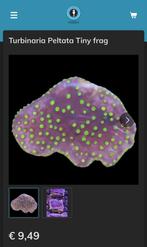 Turbinaria Peltata €9,49 koraal, Dieren en Toebehoren, Vissen | Aquariumvissen, Overige typen, Zoutwatervis