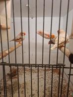Zebravinken, Dieren en Toebehoren, Meerdere dieren, Kleurkanarie