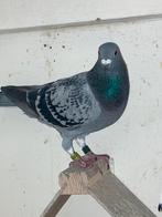 Prachtige dagfond duivin 2023uit superkoppel., Dieren en Toebehoren, Vogels | Duiven, Vrouwelijk, Postduif