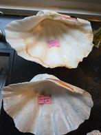 Laatste Tridacna schelpen., Ophalen of Verzenden, Schelp(en)