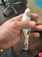 Raza man 2025, Dieren en Toebehoren, Vogels | Kanaries, Mannelijk