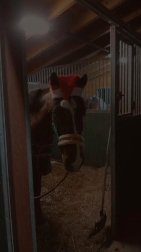 Verzorgpony GEZOCHT‼️, Dieren en Toebehoren, Stalling en Weidegang