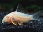 Corydora Albino, Vis