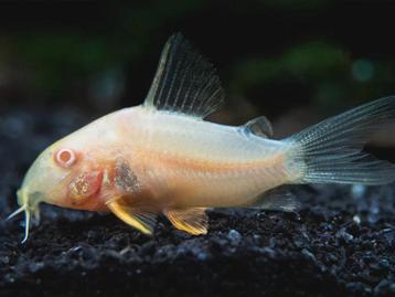 Corydora Albino beschikbaar voor biedingen