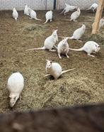 GEZOCHT BENNET WALLABY,S / WALLABY / KANGAROE, Dieren en Toebehoren, Overige Dieren, Juli, Meerdere dieren