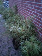 Mooie goedkope bamboe struiken  van 95 cm hoog, Tuin en Terras, Vaste plant, Siergrassen, Ophalen of Verzenden, Bloeit niet