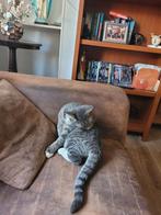 Update hij is nog steeds vermist, Dieren en Toebehoren, Vermiste en Gevonden Dieren