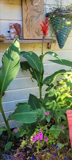 Canna nog zonder knop in pot, Tuin en Terras, Planten | Tuinplanten, Ophalen, Overige soorten, Volle zon