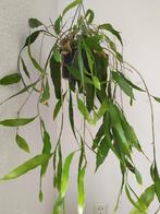 Epiphyllum Oxypetalum, koningin van de nacht. bladcactus, Ophalen, Halfschaduw, Minder dan 100 cm, Bloeiende kamerplant