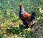 Knappe brahma haan, Dieren en Toebehoren, Mannelijk, Kip