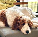 Bonte Irish Doodles! ( labradoodle maar net iets anders), Dieren en Toebehoren, Honden | Setters en Staande honden, Overige rassen