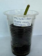 Philodendron burle marx variegata (3), Huis en Inrichting, Kamerplanten, Ophalen of Verzenden, Overige soorten, Minder dan 100 cm