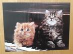 poster met 2 katten erop   afmeting 40 x 30 cm, Minder dan 50 cm, Foto of Poster, Minder dan 50 cm, Ophalen of Verzenden