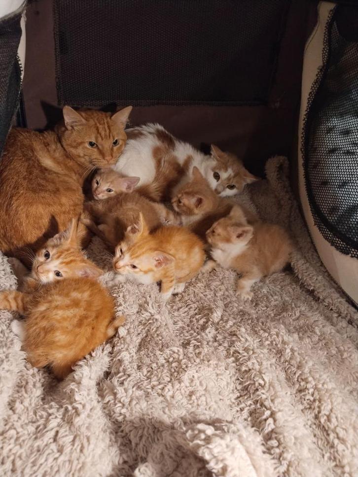 Ze zijn 3September 2025 geboren, Dieren en Toebehoren, Katten en Kittens | Overige Katten, Kortharig, Geslacht onbekend, 0 tot 2 jaar