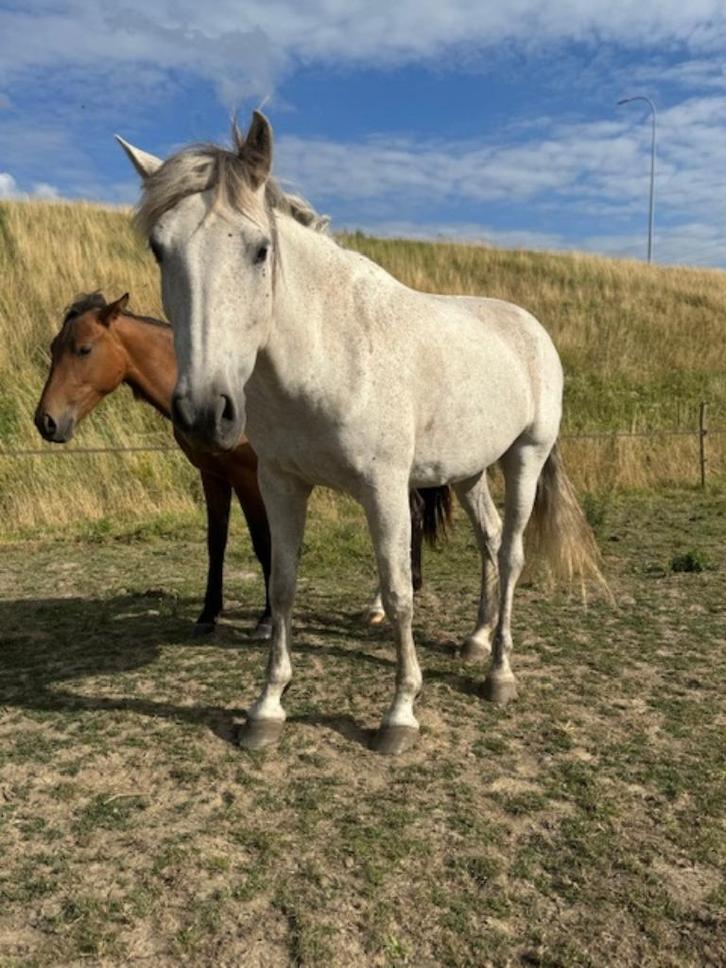 PRE drachtige fokmerrie P.R.E., Dieren en Toebehoren, Paarden, Merrie, Onbeleerd, 165 tot 170 cm, 7 tot 10 jaar, Dressuurpaard
