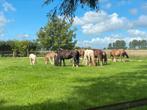 TINKER veulen opfok plek beschikbaar in Paddock paradise, Dieren en Toebehoren, Stalling en Weidegang, 2 of 3 paarden of pony's