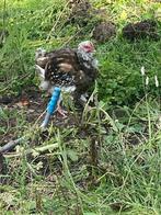 Orpington groot jonge haan zilver zwart gezoomd, Mannelijk, Wildzangvogel, Tam