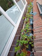 aardbei - aardbeien, Ophalen, Zomer, Volle zon