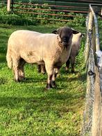Te koop/huur Hampshire down rammen jonge en oudere dieren, Dieren en Toebehoren, Schapen, Geiten en Varkens, Mannelijk, Schaap
