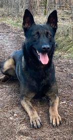 Mechelse herder pups, Dieren en Toebehoren, CDV (hondenziekte), 8 tot 15 weken, Meerdere, Meerdere dieren