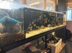 Aquarium, Ophalen, Zo goed als nieuw, Gevuld zoetwateraquarium