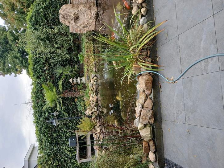 Complete vijver met koi, Tuin en Terras, Vijvers, Ophalen of Verzenden