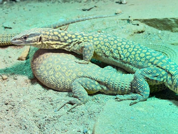 Stekelstaartvaraan 1.0 (Varanus Acanthurus)