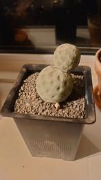 Tephrocactus Geometricus, Cactus, Minder dan 100 cm, In pot, Bloeiende kamerplant