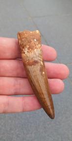 Top Spinosaurus tand, dinosaurus fossiel uit Marokko, Ophalen of Verzenden, Fossiel