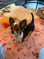 Super leuke chihuahua pupjes te koop!, Dieren en Toebehoren, Reu, 8 tot 15 weken, CDV (hondenziekte), Meerdere