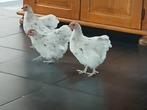 3 orpington kriel haantjes splash, Dieren en Toebehoren, Pluimvee, Mannelijk, Kip