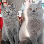 Onze lieve kittens mogen naar hun nieuwe huisje, Meerdere dieren, Ontwormd