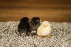 Wyandotte groot kippen kuikens | Gesekst en Ingeënt, Dieren en Toebehoren, Pluimvee, Vrouwelijk, Kip