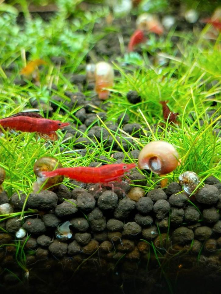 Vuur Cherry garnaal, roze Posthoorn, Mos Vesicularia Ferriei, Dieren en Toebehoren, Vissen | Aquariumvissen, Kreeft, Krab of Garnaal