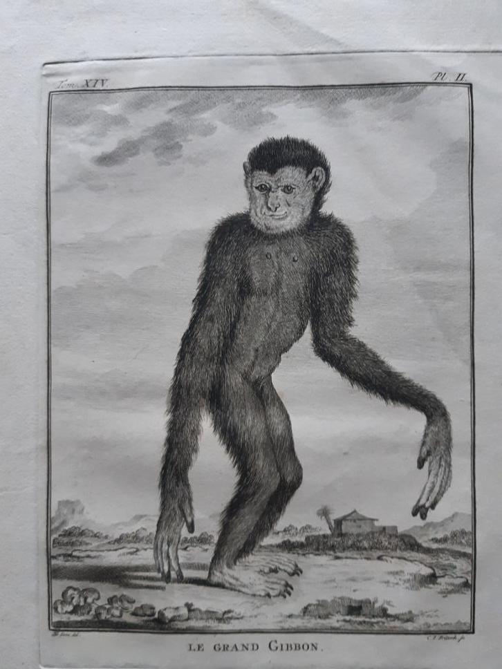 Vijf antieke prenten/kopergravures door Georges-Lois Leclerc, Antiek en Kunst, Kunst | Etsen en Gravures, Ophalen of Verzenden