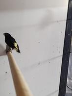 Mooi koppel zwarte sijzen te koop! Zwarte sijs, Meerdere dieren, Tropenvogel, Geringd