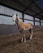 Leuke haflinger ruin, Dieren en Toebehoren, Pony's, Ruin, Niet van toepassing, Gechipt, 11 jaar of ouder