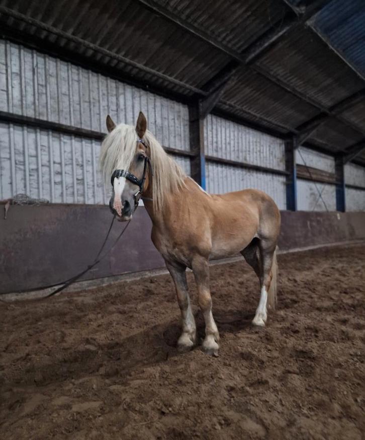 Leuke haflinger ruin, Dieren en Toebehoren, Pony's, Ruin, Niet van toepassing, D pony (1.37m tot 1.48m), Recreatiepony, 11 jaar of ouder