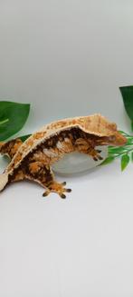Bewezen Tricolor Emptyback wimpergekko vrouw, Hagedis, Tam, 0 tot 2 jaar