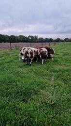 Mooie luxe bonte dekrammen, Dieren en Toebehoren, Mannelijk, Schaap, 0 tot 2 jaar